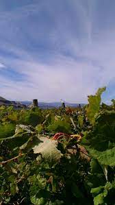 Cascade cliffs vineyard & winery 8866 hwy 14, wishram, wa 98673 cascadecliffs.com | cascadecliffs@gmail.com | 509.767.1100 Cascade Cliffs Vineyard Winery Wishram 2021 All You Need To Know Before You Go Tours Tickets With Photos Tripadvisor