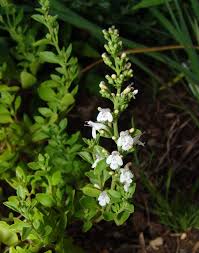 Image result for Clinopodium uhligii