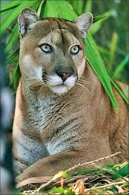 Pin By Dzineta Pumpisa On Puma In 2020 Animals Beautiful Beautiful Cats Wild Cats