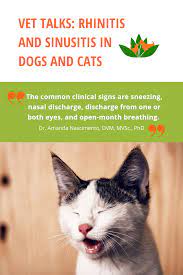 Vet Talks Rhinitis And Sinusitis In Dogs And Cats Sinusitis Cats Treatment For Sinus Infection