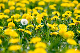 Image result for Taraxacum