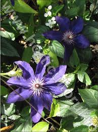 We did not find results for: Clematis Clematite Ingrijire Inmultire Flori Horticultorul Ro