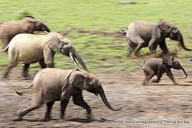 Image result for Zanha africana