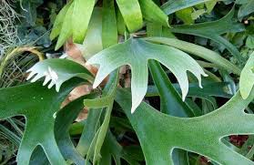 Image result for parožnatka Platycerium