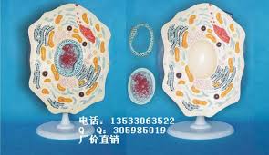 Check spelling or type a new query. Animal Cell Structure Model Animal Anatomy Biology Teaching Model Free Shipping Animal Anatomy Animals Cellmodel Structures Aliexpress