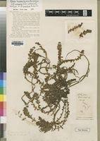 Image result for Rotala tenella