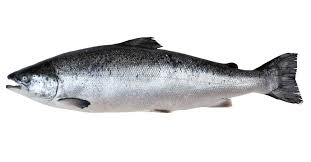 It contains the pacific salmon and pacific trout. Salmon Definition And Meaning Collins English Dictionary
