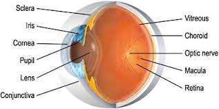 Eye Anatomy Kogarah Cross Section Of Eye Wollongong Sydney