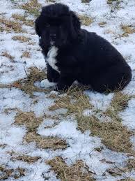 Our newfoundland's and puppies get the constant interaction and attention, to assure proper socialization. Newfoundland Dog Puppies For Sale Hanover Park Il 323040