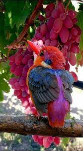 Yes, you can feed garden birds grapes, preferably sliced. Pin By Chateau Gardens On à¸£ à¸›à¸ª à¸•à¸§ Beautiful Birds Birds Pet Birds
