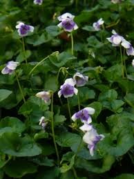 It's easy to buy plants online when you shop with evergreen growers. Trailing Violet Australian Violet Ivy Leaved Violet Tasmanian Trailing Violet Perennials All Almost Eden