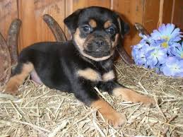 Contact us now if you are ready to purchase & spoil one of these puppies with love & care. Seven Things You Didn T Know About The Rottweiler Lab Mix