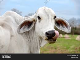 Brahman breeders as a whole need to work on improving the carcass quality of the breed. Head Shot White Cow Image Photo Free Trial Bigstock