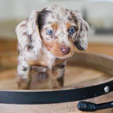 Fantastic Dog Information Are Offered On Our Site Read More And You Will Not Be Sorry You Did In 2020 Dapple Dachshund Dapple Dachshund Puppy Dachshund Puppies