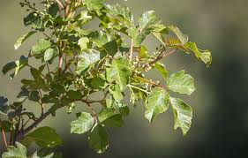 Image result for Nuxia oppositifolia