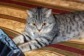 Straight Ear Scottish Fold Scottish Fold Animals Cats