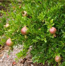 As a container plant, it grows up to only about 1 m tall, forms orange to garnet red flowers that produce small fruits with viable seeds. Punica Pomegranate At Portland Nursery And Garden Center