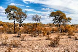 Overstock.com has been visited by 1m+ users in the past month Awesome South Africa Collection African Savanna Landscape I Photographic Print Philippe Hugonnard Art Com