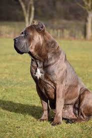 Valle Del Futuro A Rothorm Jy Dream Fire In My Body Dad Of A Cane Corso Mastiff Breeds Corso Dog