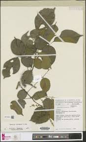 Image result for Ancylobothrys scandens