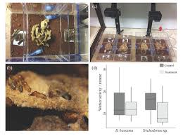 While pest species of termites are thought to belong predominantly to four families comprising the lower termites, the species integrated control strategies, combining improved cultural practices, attempts to increase plant vigour, and the introduction of. Insects Free Full Text Foraging Macrotermes Natalensis Fungus Growing Termites Avoid A Mycopathogen But Not An Entomopathogen