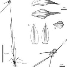 Image result for Carex echinochloe