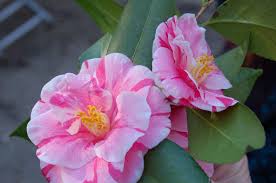 Bwisegardening Winter Roses Camellias For Zones 6 Winter Rose Flower Guide Winter Flowers