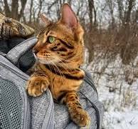Any recommendations on a backpack to hike with the cat in it? ￼