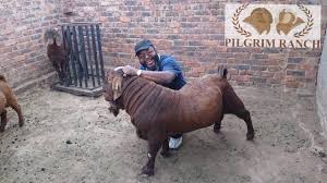 John godson były poseł platformy obywatelskiej ogłosił, że będzie kandydować na prezydenta nigerii. Pilgrim Ranch An Agricultural And Agro Tourism Project In Africa Business Startup Crowdfunding With Gogetfunding