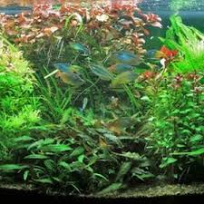 Maybe you would like to learn more about one of these? How To Propagate Aquarium Plants Youtube