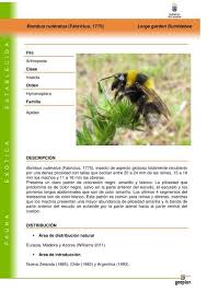 Image result for Bombus ruderatus