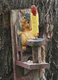 Table For One Animals Beautiful Cute Animals Squirrel
