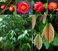 Image result for Theaceae