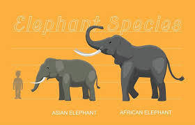 Plus, explore biological concepts shown by these animals! African Elephant Facts And Beyond Biology Dictionary
