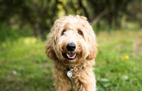 Maybe you would like to learn more about one of these? Sympathy Gifts For Someone Whose Dog Has Died Lovetoknow