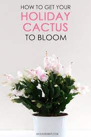 How To Care For Your Holiday Cactus Christmas Thanksgiving Or Easter Holiday Cactus Christmas Cactus Thanksgiving Cactus