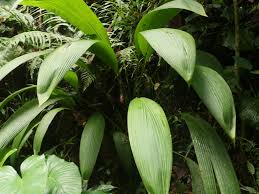 Image result for Curculigo latifolia