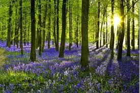 Sorry Page Not Found Wallpaper Direct Bluebells Canvas Pictures Beautiful Forest