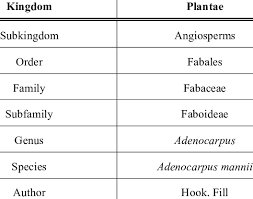 Image result for Adenocarpus mannii