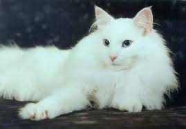 This video was created by stephanie stevens, advocateoneida youth enrichment s. Longhair American Curl Cat