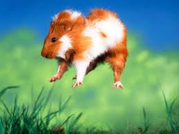 Names of baby animals in urdu and english: The Top 10 Foreign Words For Animals The Independent The Independent
