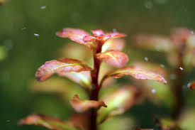 Image result for Ludwigia senegalensis