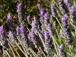 Image result for Lavandula dentata