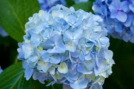 Trova immagini stock hd a tema incredibile farfalla fata di fiori, ortensie e milioni di altre foto, illustrazioni e contenuti vettoriali stock royalty free nella vasta raccolta di shutterstock. Foto Ortensie Immagini E Vettoriali