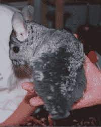 During lactation, small chinchillas can pull their mother's hair out. Chinchilla Health