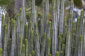 These large cactus plants not only make your decor seem aesthetically appealing but also give you a feeling of greenery all around you. 10 Best Large Cactus Plants
