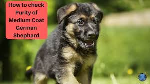 Colors of the german shepherd: Know About Breeds How To Check Purity Of Medium Coat German Shephard Bhola Shola Youtube