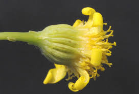 Image result for Senecio speciosus