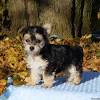 Country acres puppies is located in fairbury, il. 1