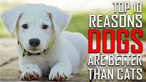 It should be said that some cats are very active and require lots of attention as well. Top 10 Reasons Why Dogs Are Better Than Cats Youtube